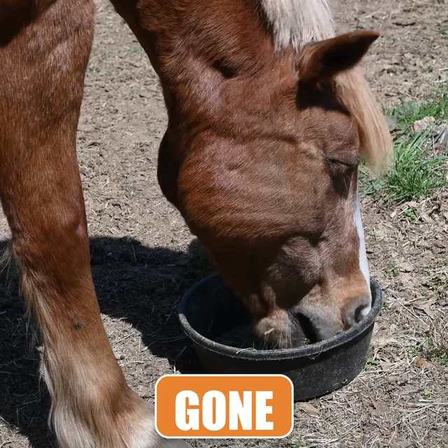 Horse cleaning the tub